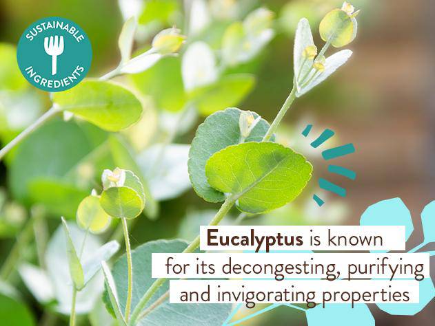 Eucalyptus Remedy Plant-Based Bubble Bath & Wash Duo - Image 7