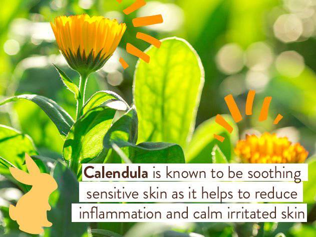 Moisturizing Oat & Calendula Miracle Face Cream Duo - Image 7